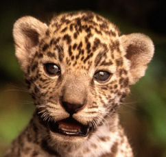 Baby Leopard Pictures