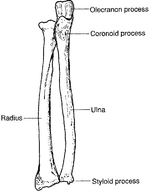 cervical4A1