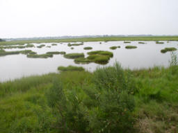 Marsh Biome