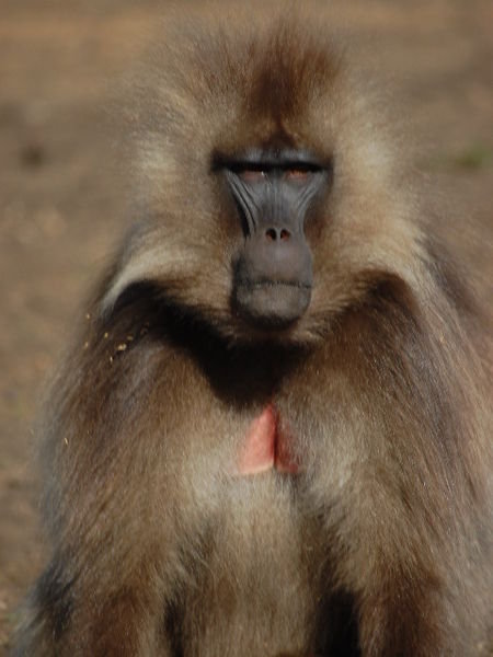 baboon