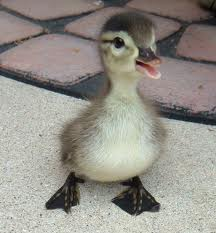 happy duck