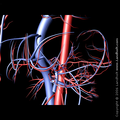 circulatory