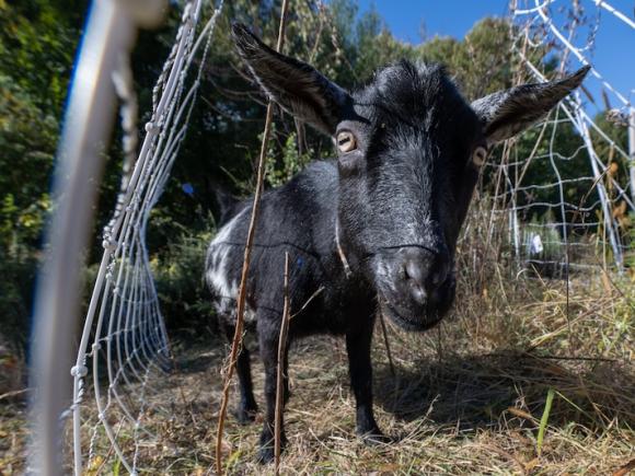 A black goat grazing on invasive plant species.