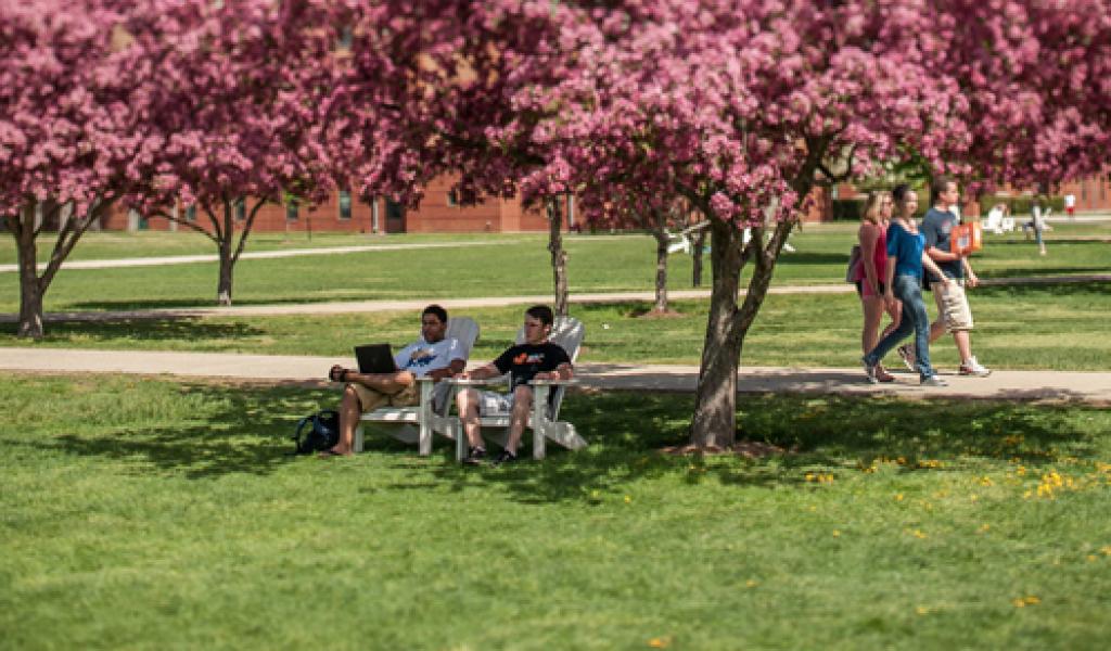 Cherry blossoms in bloom on the campus green in spring