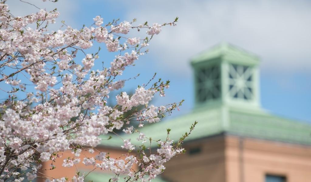 A shot of a tree studded with white flowers on the branches. In the background, out of focus, is one of the tops of the brick, dorm buildings.